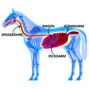Verdauungssystem Pferd als Bild