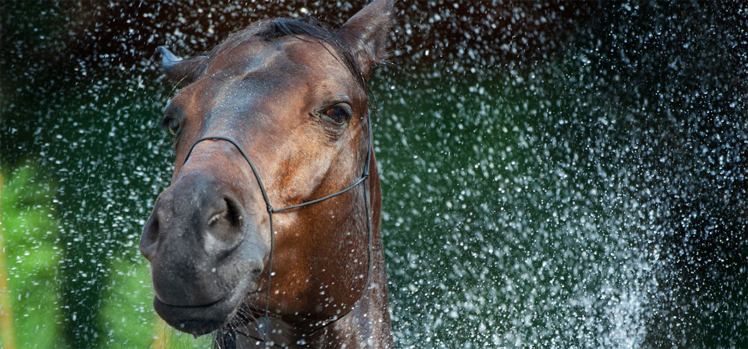 Pferde im Sommer richtig kühlen - Pferdperfekt Pferdeblog