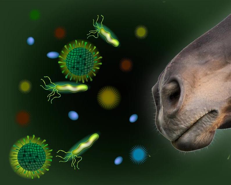 Bakterien, Schimmelpilze und Allergene sind in jedem Pfedefutter