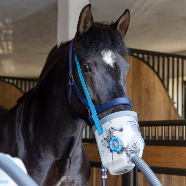 Pferd inhaliert mit AirOne Ultraschallinhalator von Hippomed