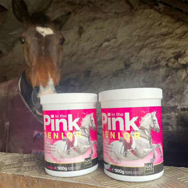 Pferd schnüffelt an Pink Senior Futterdosen