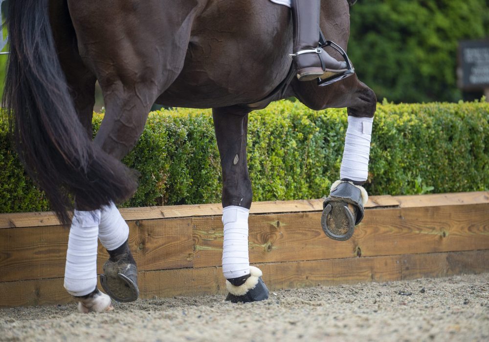 Pferd in der Piaffe – Muskelkraft und Balance in Bewegung