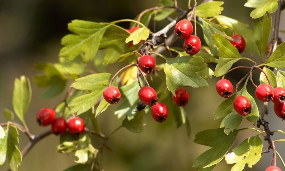 Weißdornbeeren für Pferde - Pferdperfekt-Kräuterfibel
